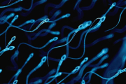 La concentración o recuento de espermatozoides es uno de los parámetros que se analiza y estudia en el espermiograma o seminograma, ya que puede ayudar a la hora de identificar si es normal o si se encuentra disminuida por alguna causa específica