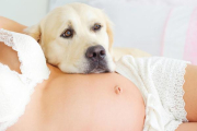 Mascotas y embarazo