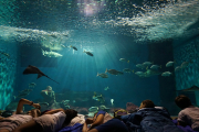 El acuario de Sevilla realiza actividades y campamentos para niños en vacaciones