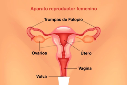 Dibujo de las partes del aparato reproductor femenino