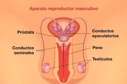 Dibujo de las partes del aparato reproductor masculino