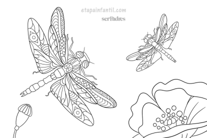 Libélulas volando alrededor de flores de amapola