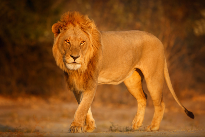 Frases inspiradoras de El rey león
